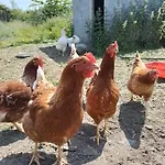 Robins Rest Ντόνεγκαλ