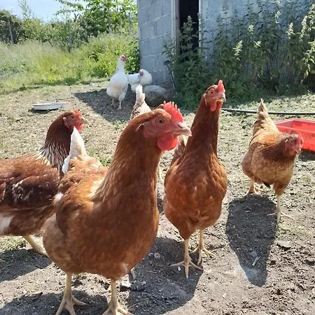 Robins Rest Donegal Town