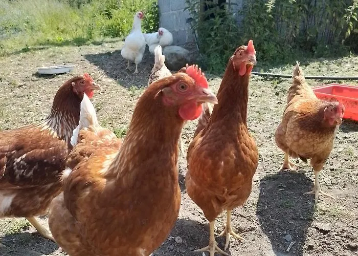 Robins Rest 多尼戈尔